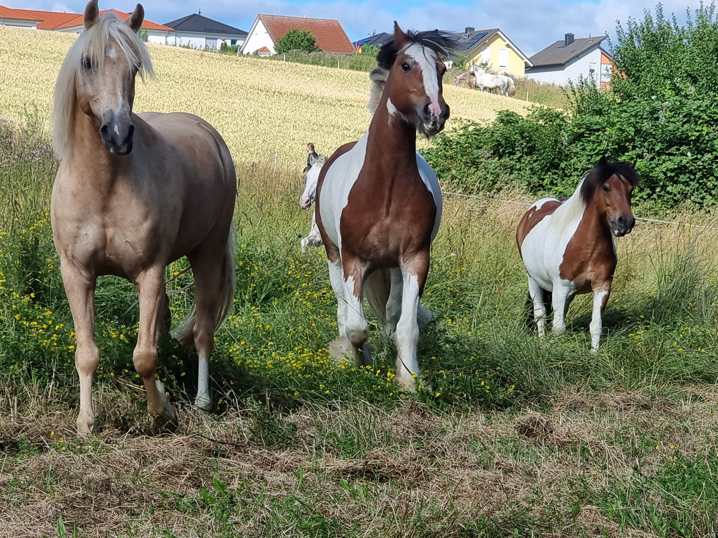 Reitcamp in den Sommerferien  28. Juni – 3. Juli 2026