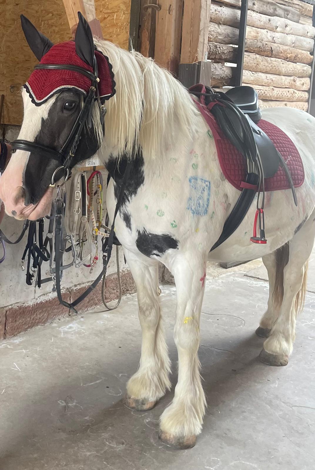 Mit Pinsel und Pony – ein farbenfrohes Abenteuer