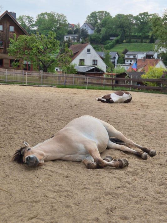 Me-Time mit Pferden – Dein entschleunigter Feiertag im Stall