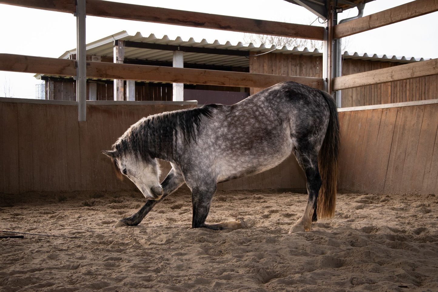 Freiarbeit & Zirzensik
